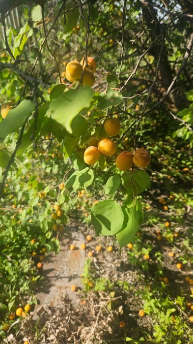 Продам дачу в районе Бугорки