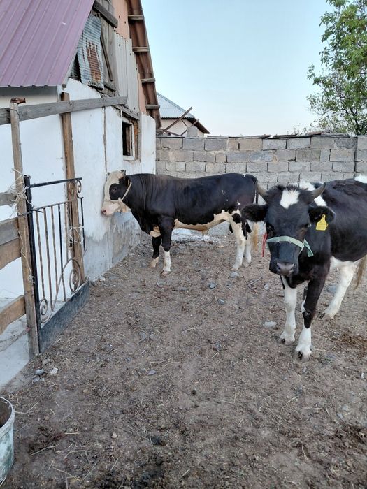 Продам жирного быка