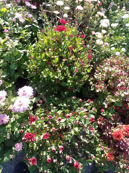 Распродажа Хризантема, хризантемы мультифлора