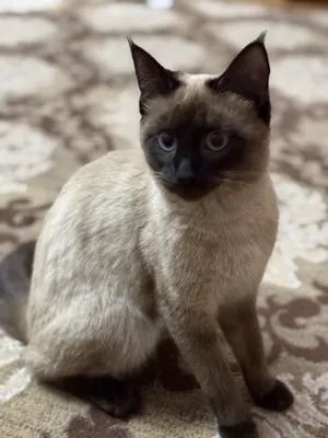 Siyamskiy mushuk sotiladi