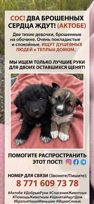 Щенята 1,5-2 месяца