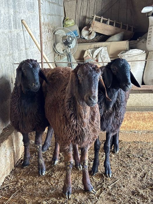 Қозы кошкар баран овцы