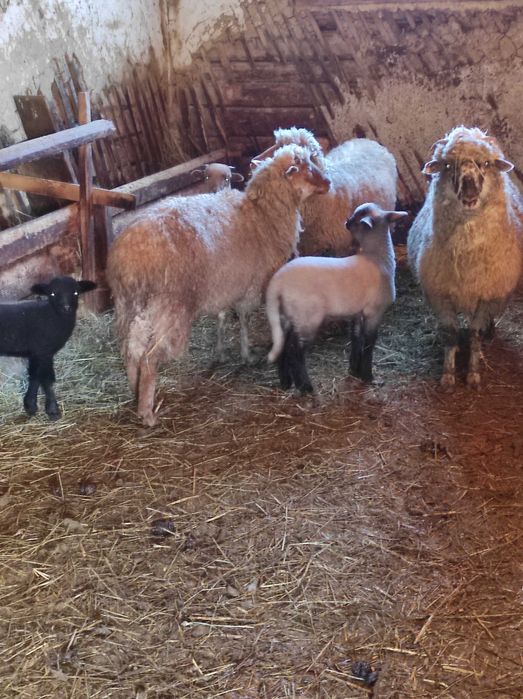 De vânzare oițe tinere