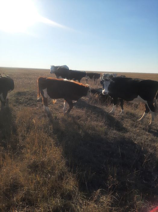 Подсос бызаулар сататын