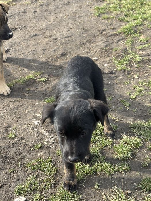 Кученца малка порода