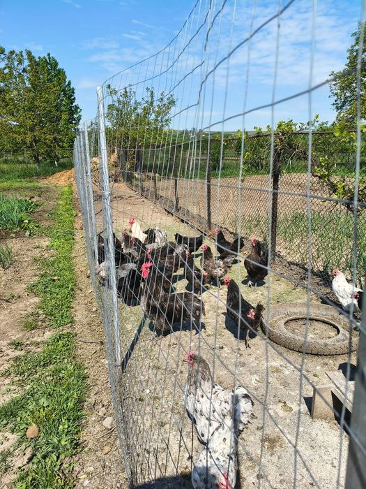 Cocoși Australorp