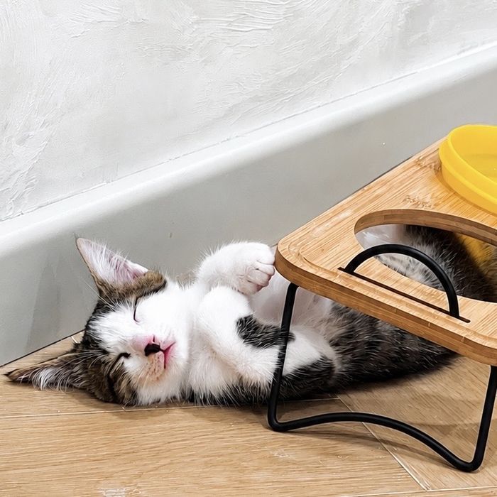 Котик в добрые руки
