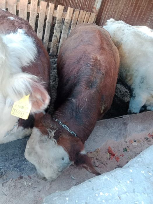 Продам упитанных бычков