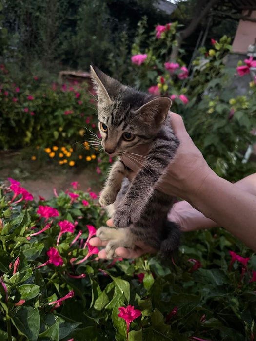 Отдам котят в заботливые руки