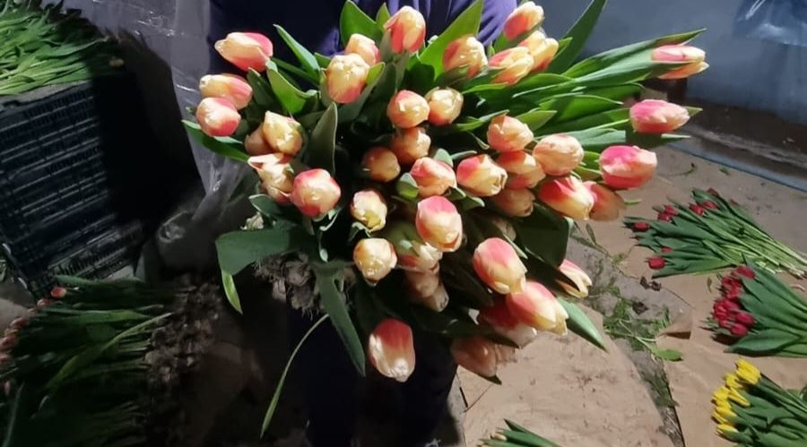 Тюльпаны отборного крупные оптом