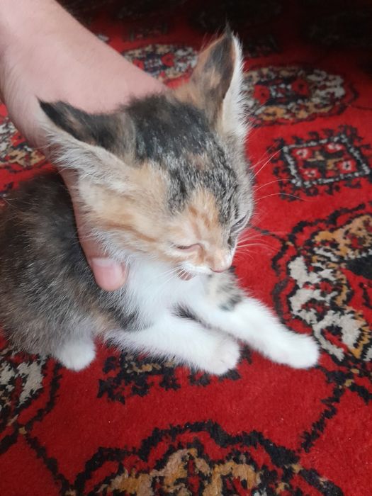 2 ойлик овкат ейди