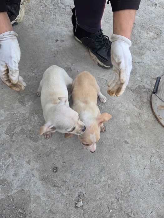 Малки пухкави щастия търсят своя нов дом!