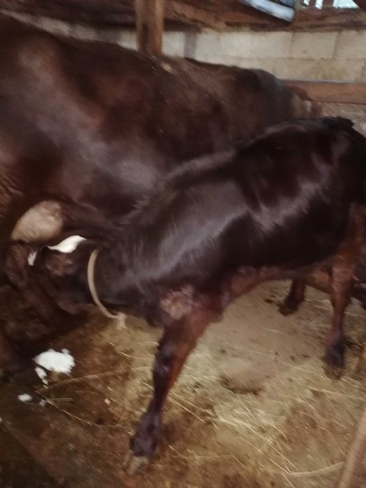 Vand juninca Angus cu vițica