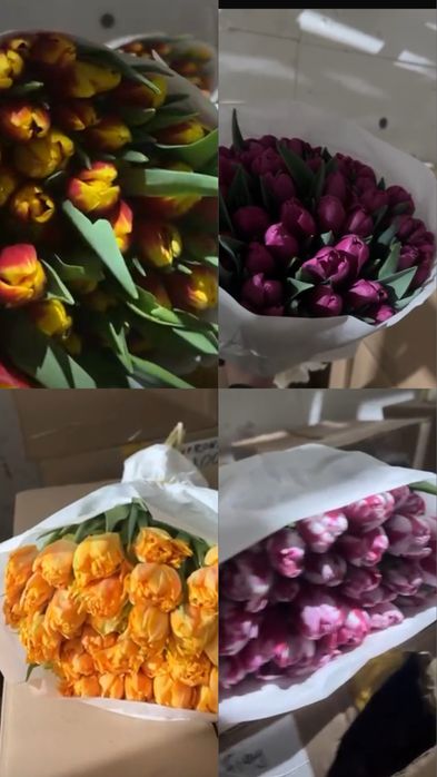 Цветы крупные красивые тюльпаны к празднику