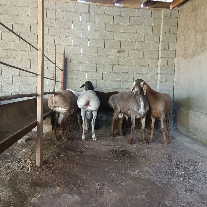 Урыктыкка токты-кошкарлар 5 бас