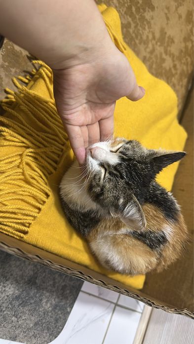 Котенок девочка