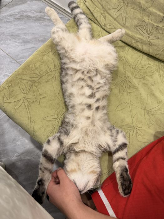 котенок британский