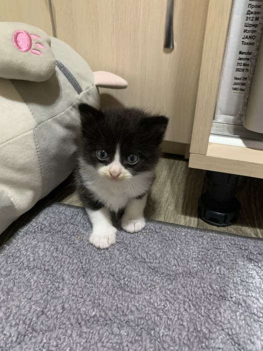 котята в хорошие руки