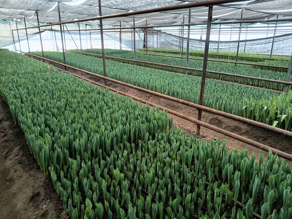 Голландские Тюльпаны, предзаказ!