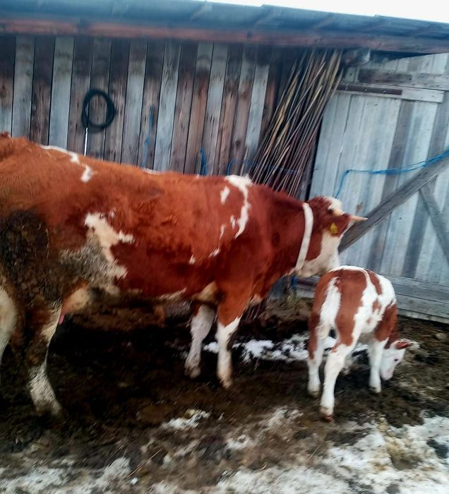 Jurinca baltata românească cu vițel