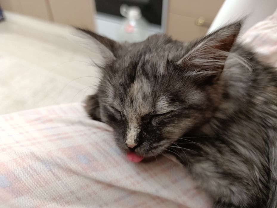 котенок привитый с паспортом