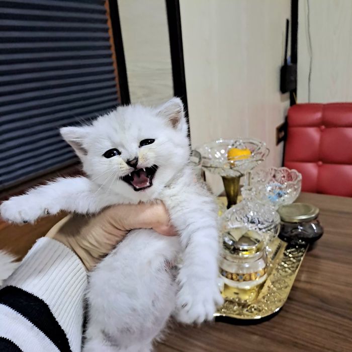 Продается котята