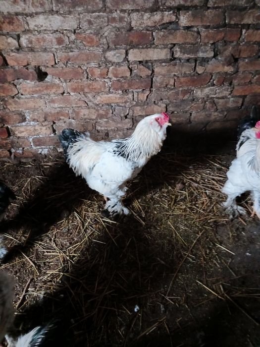 Продам петухов серебристый брама