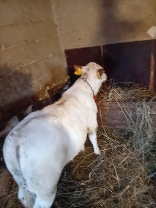 Vand vitaua belgiana