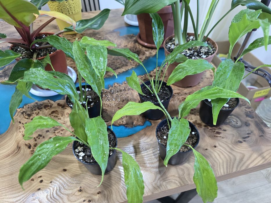 Спатифиллум,филадендрон Биркин