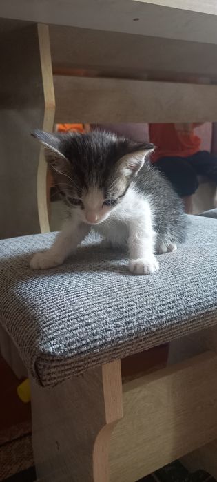 Отдам котят в добрые руки