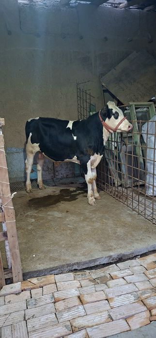 Simental gibrid buqacha sotiladi