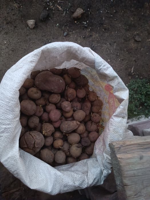 Картошка семенная