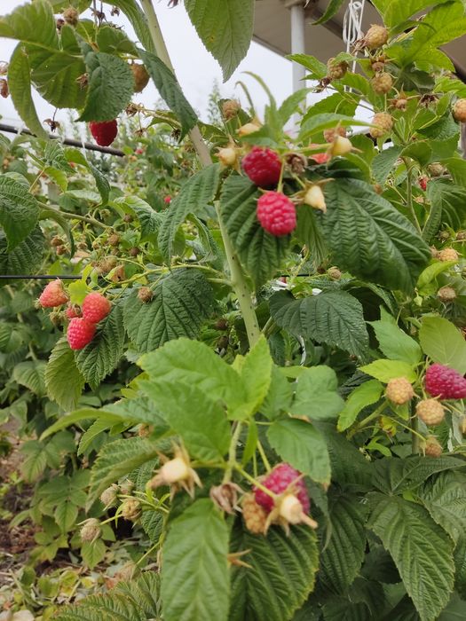 Продам малину, сладкая, крупная.