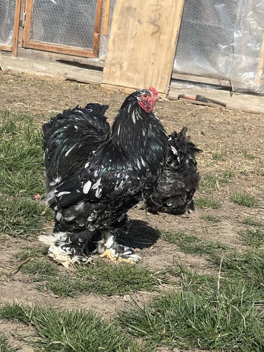 Oua și perechi brahma negru bobat , la bresse alb