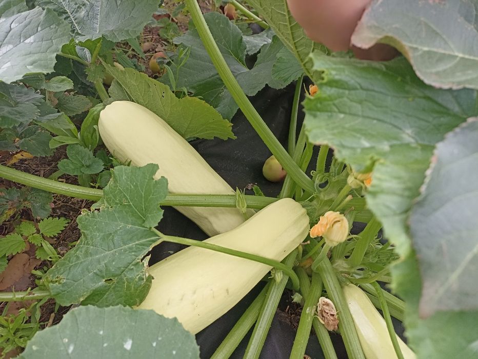 Продам кабачки домашние