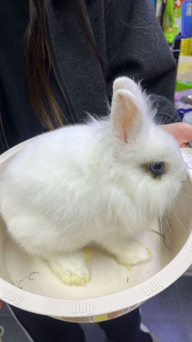 Декоративный кролик