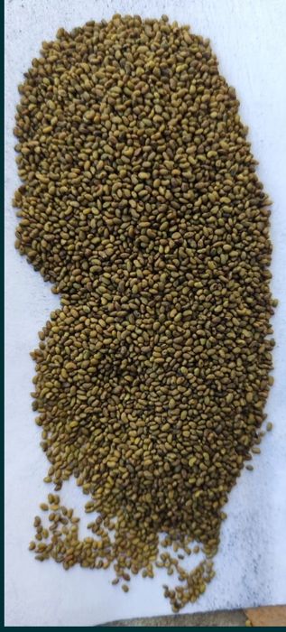 Жонышка тукымы.  /Семена люцерны.