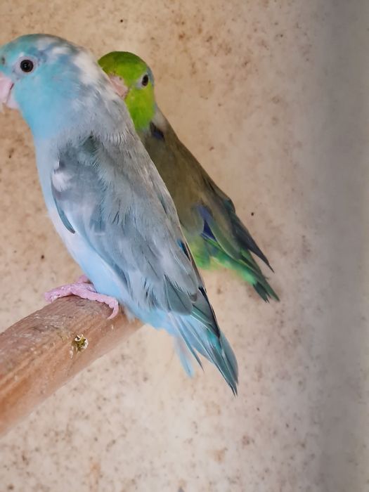 vand papagali forpus