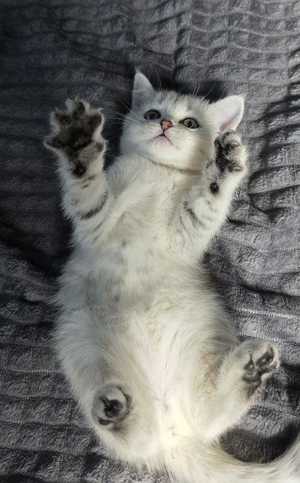 Скоттиш страйт шиншилла девочка