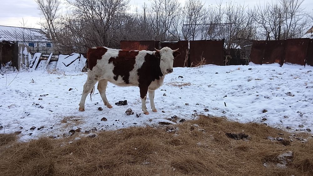 Продам карову пишите звоните на WhatsApp