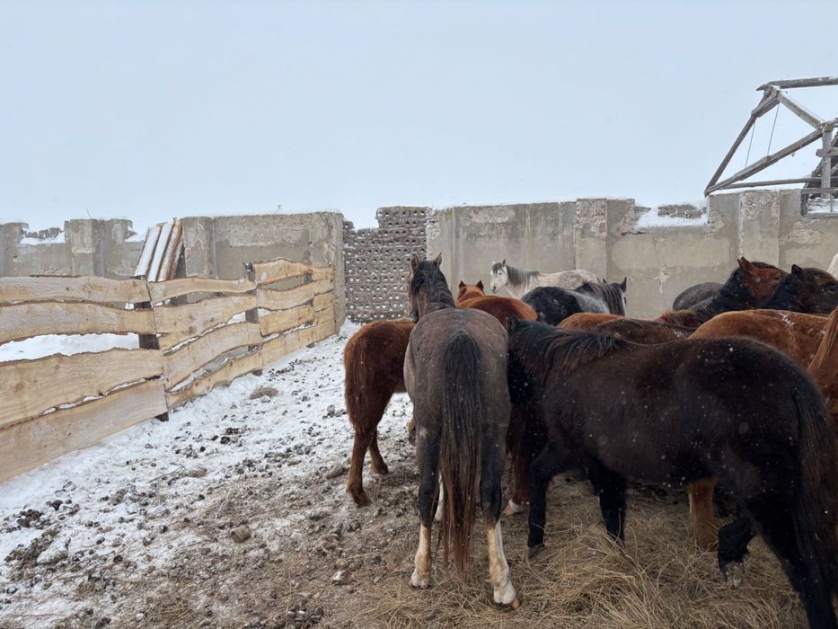 Айгыр, жеребец продам