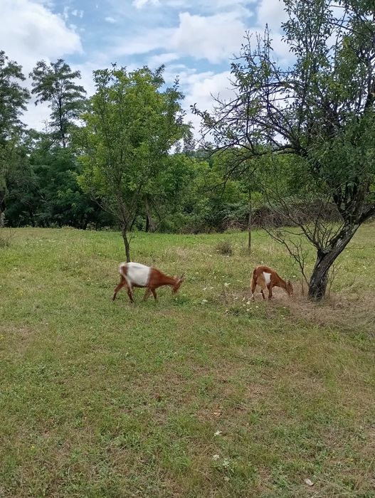 Vând sau schimb cu oi 2 capre cu lapte și 3 iede de anul acesta(una ar