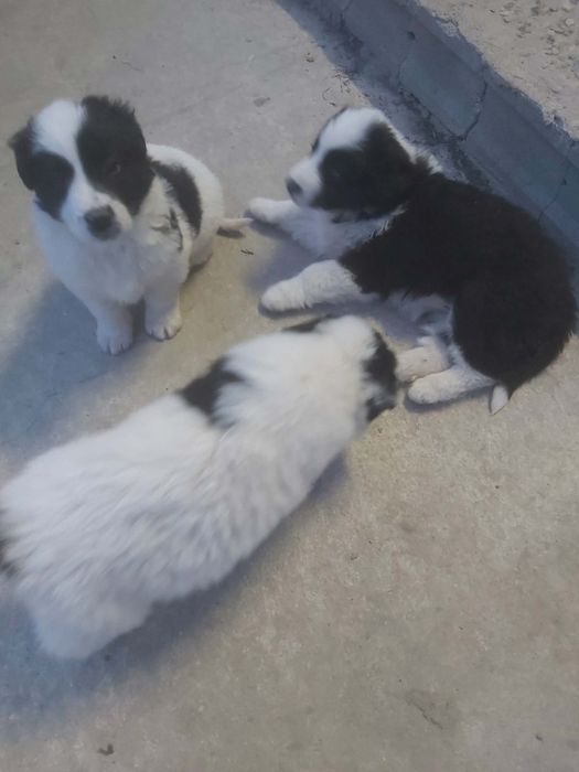 Каракачански кучанца