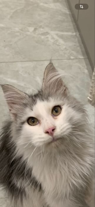 Мальчик мейнкун с родословной