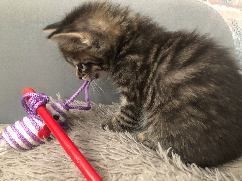 Отдам котенка в хорошие руки