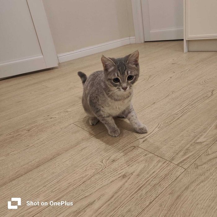 Котенок привитый игривый