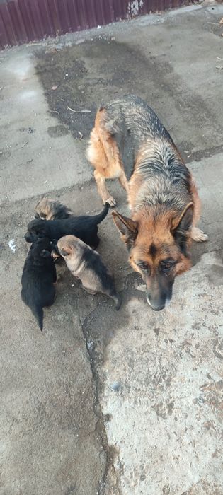 Продам щенков немецкой овчарки!