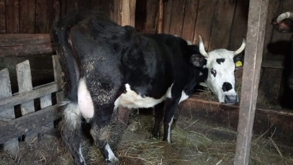 Оптом продам молодняк