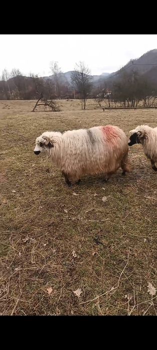 Oi tinere disponibile