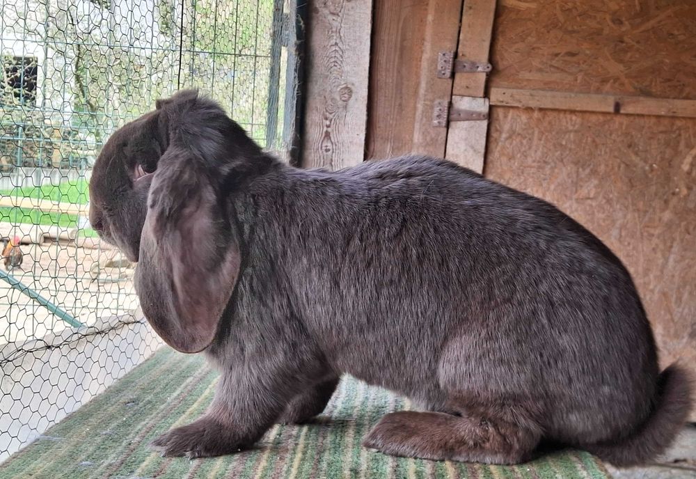 Iepuri berbec german